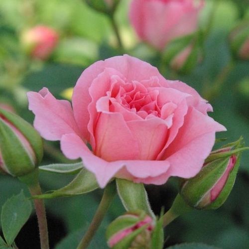 Rosa Moana™ - roz - Trandafir copac cu trunchi înalt - cu flori mărunți - coroană compactă